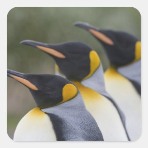 Antarktika, South Georgia Island (UK), König Quadratischer Aufkleber
