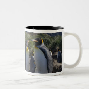Antarktika, South Georgia Island (UK), König Zweifarbige Tasse