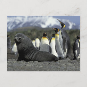 Antarktika, Südgeorgien. Antarktischer Pelz Postkarte