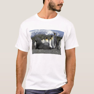 Antarktika, Südgeorgien-Insel. Antarktischer Pelz T-Shirt