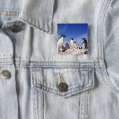 Antarktis, Adelie Penguin Pygoscelis Button (Beispiel)
