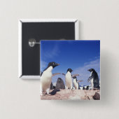 Antarktis, Adelie Penguin Pygoscelis Button (Vorne & Hinten)