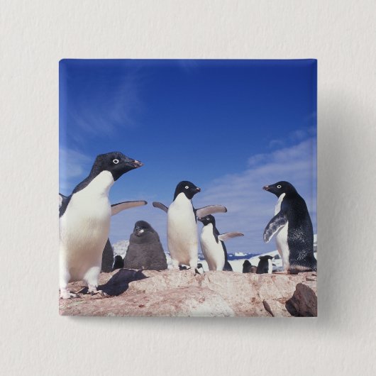 Antarktis, Adelie Penguin Pygoscelis Button (Vorderseite)