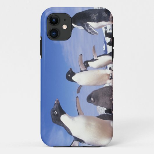 Antarktis, Adelie Penguin Pygoscelis Case-Mate iPhone Hülle (Rückseite)