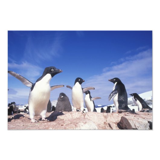 Antarktis, Adelie Penguin Pygoscelis Fotodruck (Vorne)
