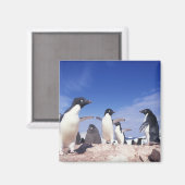 Antarktis, Adelie Penguin Pygoscelis Magnet (Vorderseite/Rückseite)