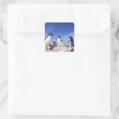 Antarktis, Adelie Penguin Pygoscelis Quadratischer Aufkleber (Tasche)