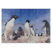 Antarktis, Adelie Penguin Pygoscelis Schneidebrett (Vorderseite)