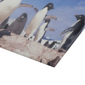 Antarktis, Adelie Penguin Pygoscelis Schneidebrett (Ecke)