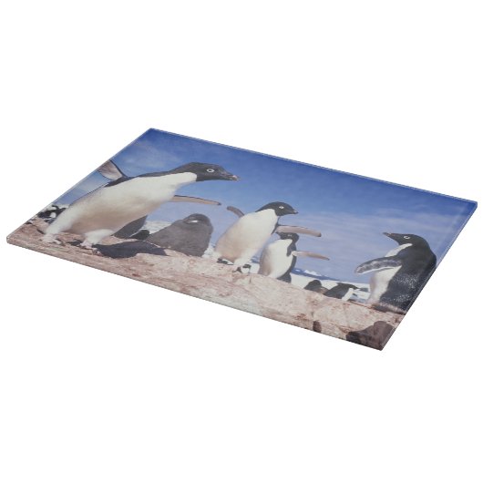 Antarktis, Adelie Penguin Pygoscelis Schneidebrett (Ecke)
