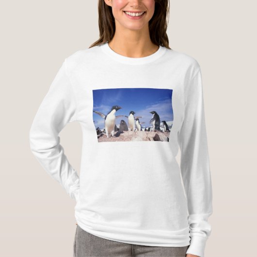 Antarktis, Adelie Penguin Pygoscelis T-Shirt (Vorderseite)