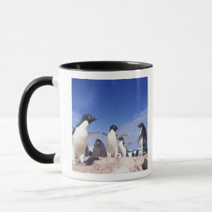 Antarktis, Adelie Penguin Pygoscelis Tasse