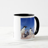 Antarktis, Adelie Penguin Pygoscelis Tasse (VorderseiteRechts)