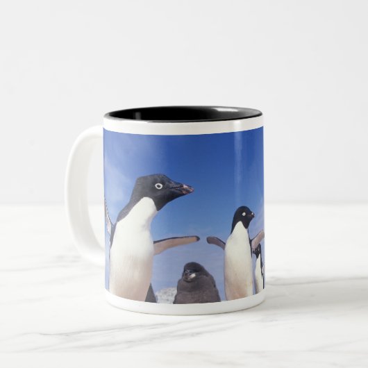 Antarktis, Adelie Penguin Pygoscelis Zweifarbige Tasse (Vorderseite Links)