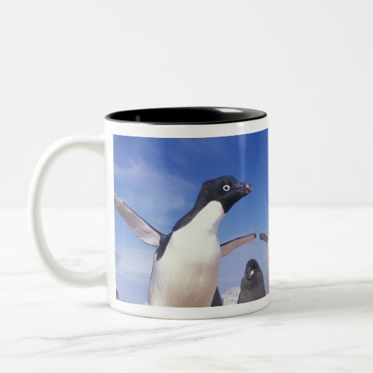 Antarktis, Adelie Penguin Pygoscelis Zweifarbige Tasse (Links)
