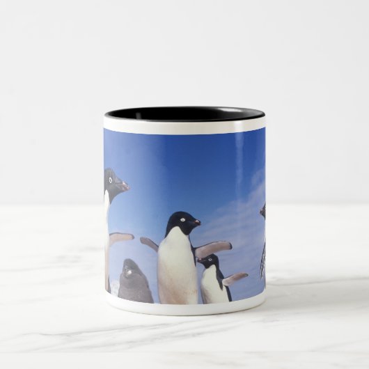 Antarktis, Adelie Penguin Pygoscelis Zweifarbige Tasse (Mittel)