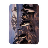 Antarktis, Adelie-Pinguin-Küken Magnet (Vertikal)