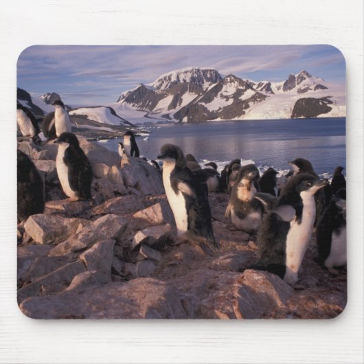 Antarktis, Adelie-Pinguin-Küken Mousepad (Vorne)