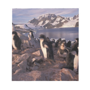 Antarktis, Adelie-Pinguin-Küken Notizblock