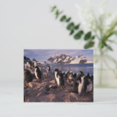 Antarktis, Adelie-Pinguin-Küken Postkarte (Stehend Vorderseite)