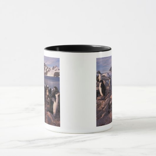 Antarktis, Adelie-Pinguin-Küken Tasse (Zentrum)