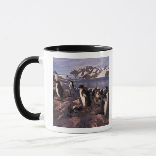 Antarktis, Adelie-Pinguin-Küken Tasse (Links)