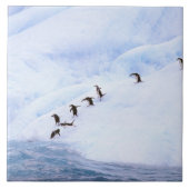 Antarktis, Antarktis-Halbinsel. Chinstrap Fliese (Vorderseite)