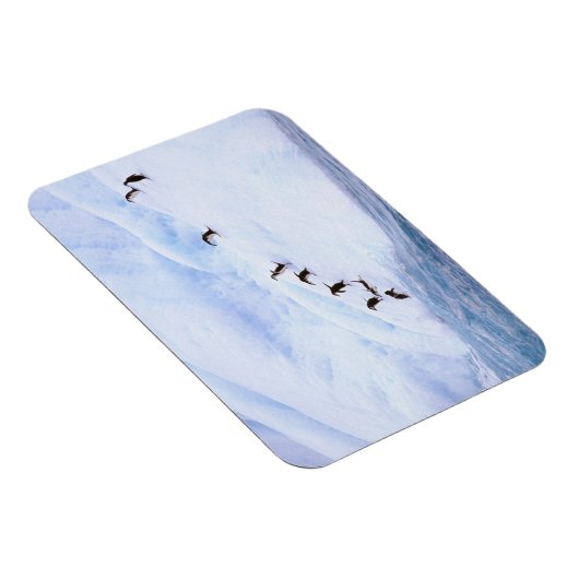 Antarktis, Antarktis-Halbinsel. Chinstrap Magnet (Rechte Seite)