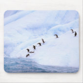 Antarktis, Antarktis-Halbinsel. Chinstrap Mousepad (Vorne)