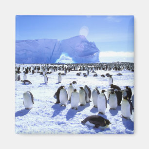 Antarktis, Antarktis, Halbinsel Weddell Sea, 5 Magnet