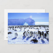 Antarktis, Antarktis, Halbinsel Weddell Sea, 5 Postkarte (Vorne/Hinten)