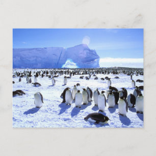 Antarktis, Antarktis, Halbinsel Weddell Sea, 5 Postkarte