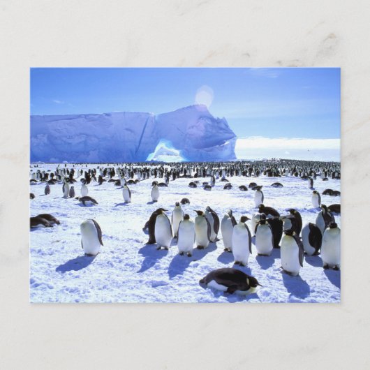 Antarktis, Antarktis, Halbinsel Weddell Sea, 5 Postkarte (Vorderseite)