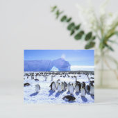 Antarktis, Antarktis, Halbinsel Weddell Sea, 5 Postkarte (Stehend Vorderseite)