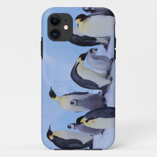 Antarktis, Emporer-Pinguine Case-Mate iPhone Hülle (Rückseite)