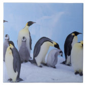 Antarktis, Emporer-Pinguine Fliese (Vorderseite)