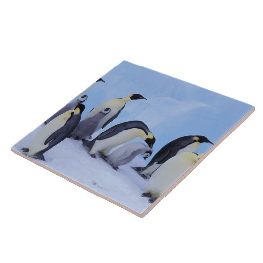 Antarktis, Emporer-Pinguine Fliese (Seite)