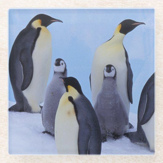 Antarktis, Emporer-Pinguine Glasuntersetzer (Vorderseite)