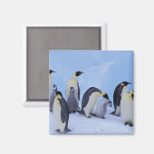 Antarktis, Emporer-Pinguine Magnet (Vorderseite/Rückseite)