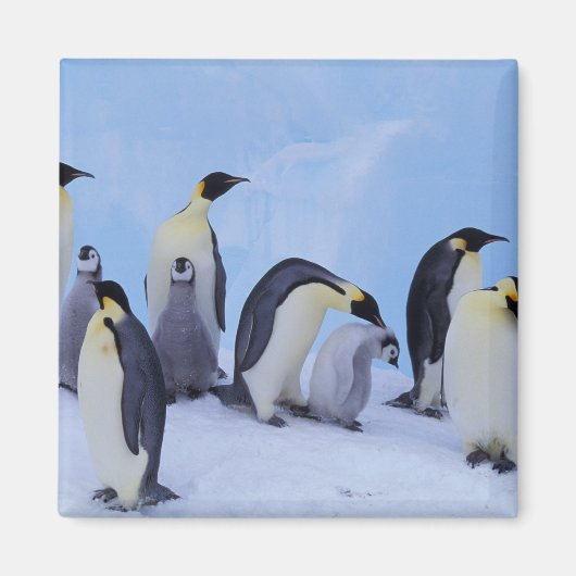 Antarktis, Emporer-Pinguine Magnet (Vorne)