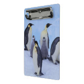Antarktis, Emporer-Pinguine Mini Klemmbrett (Gewinkelt2)