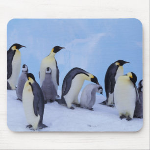 Antarktis, Emporer-Pinguine Mousepad
