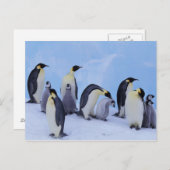 Antarktis, Emporer-Pinguine Postkarte (Vorne/Hinten)