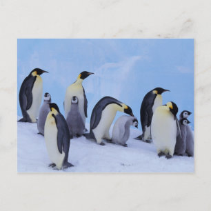 Antarktis, Emporer-Pinguine Postkarte