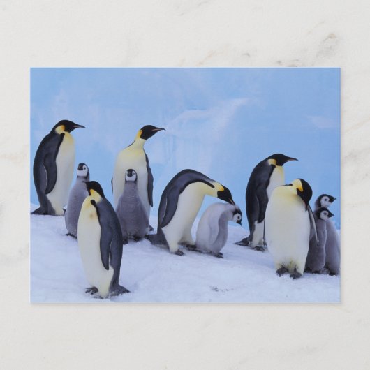 Antarktis, Emporer-Pinguine Postkarte (Vorderseite)