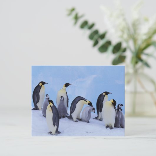 Antarktis, Emporer-Pinguine Postkarte (Stehend Vorderseite)