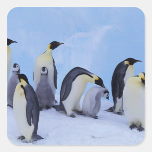 Antarktis, Emporer-Pinguine Quadratischer Aufkleber