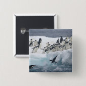 Antarktis, Insel Paulet. Adelie Pinguine Button (Vorne & Hinten)