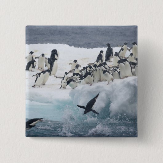 Antarktis, Insel Paulet. Adelie Pinguine Button (Vorderseite)