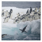 Antarktis, Insel Paulet. Adelie Pinguine Fliese (Vorderseite)